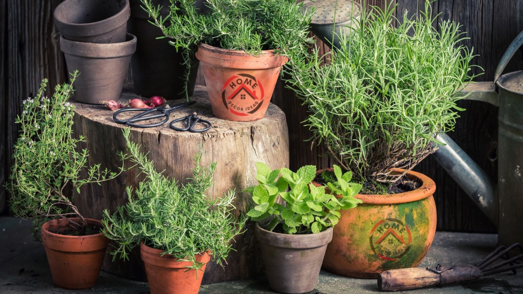 How to Start Indoor Herb Garden